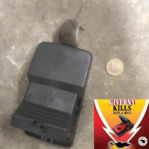 GIVERNY - Boîte de 6Piège à Rat & Souris - E-menage