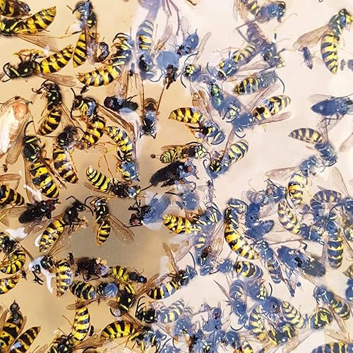 CKB LTD - Lot de 2 pièges à guêpes en verre avec cintre en métal - E-menage