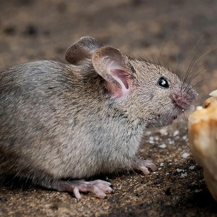Cage vivante pour rats en bois et métal