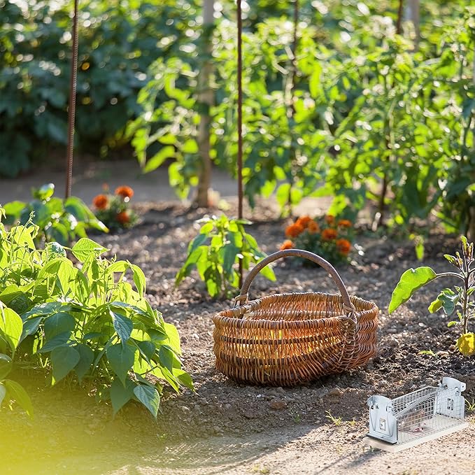 Piège à souris et rat en HLP - E-menage