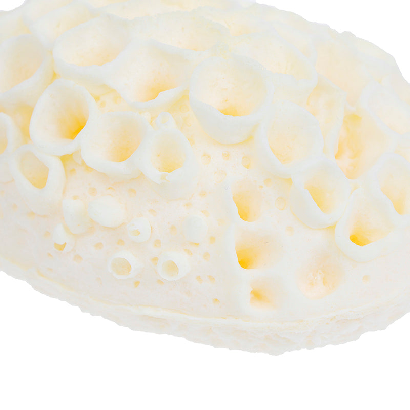 Sea Wool Sponge All Natural Honeycomb Renewable Sea Sponge Dead Skin Remover