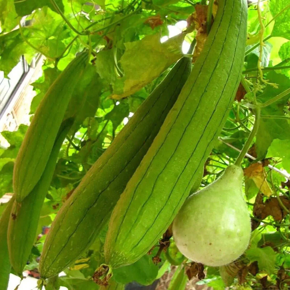 1pcs Natural Loofah Sponge Multi-purpose Cleaning Tool for Kitchen Bathroom Scrubber For Daily Cleansing Wash Body Scrubber Spa